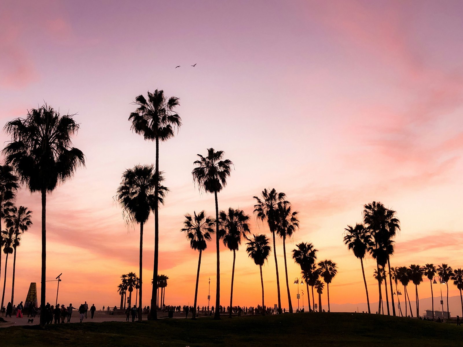 BUY WIZARD TREES IN CALIFORNIA