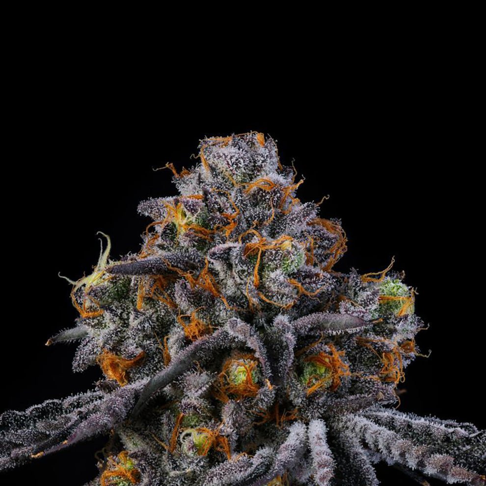 11:11 Seeds by Wizard Trees