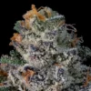 Big Ben Seeds by Wizard Trees