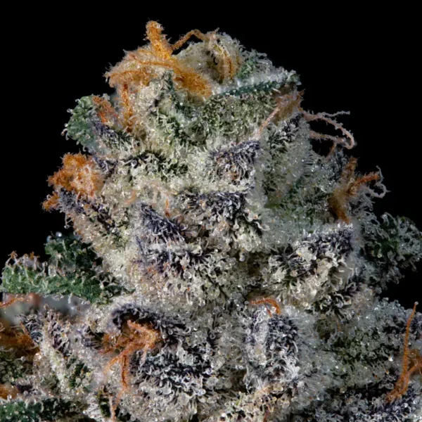 Big Ben Seeds by Wizard Trees