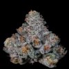 Big Ben Seeds by Wizard Trees