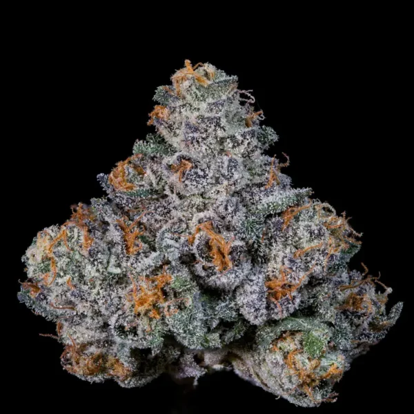 Big Ben Seeds by Wizard Trees