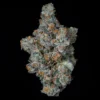 Big Ben Seeds by Wizard Trees