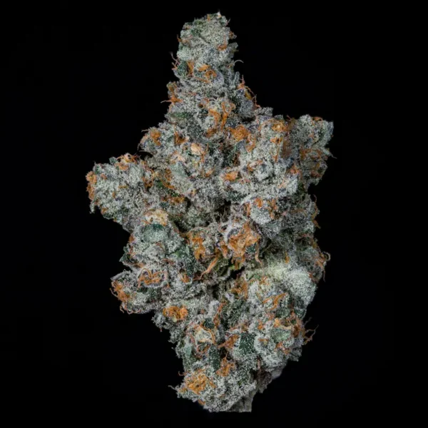 Big Ben Seeds by Wizard Trees