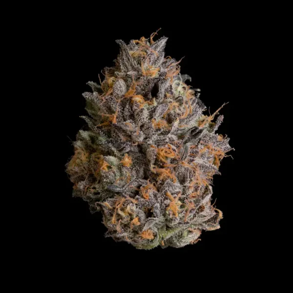 Black Bow Seeds by Wizard Trees