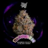 Black Bow Seeds by Wizard Trees