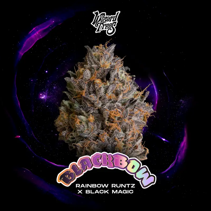 Black Bow Seeds by Wizard Trees