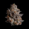 Black Orchard Seeds by Wizard Trees