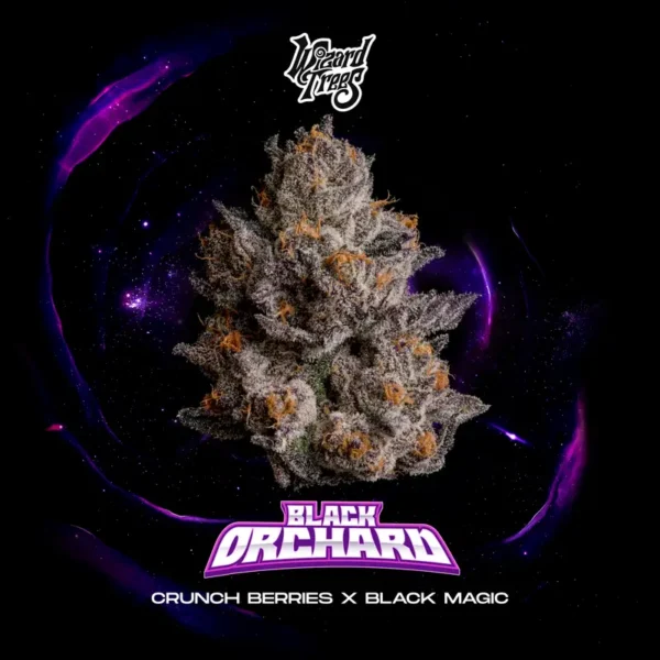 Black Orchard Seeds by Wizard Trees