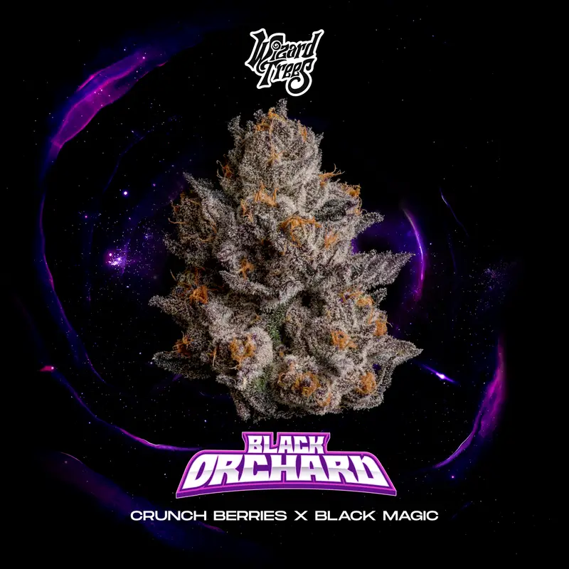 Black Orchard Seeds by Wizard Trees