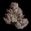 Cauldron Seeds by Wizard Trees
