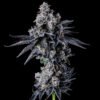 Empire 54 Seeds by Wizard Trees