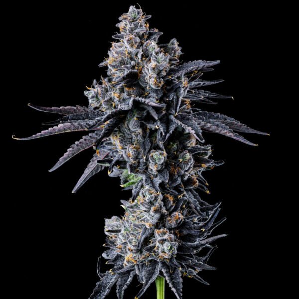 Empire 54 Seeds by Wizard Trees