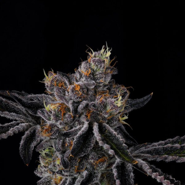 Fiestaz Seeds by Wizard Trees