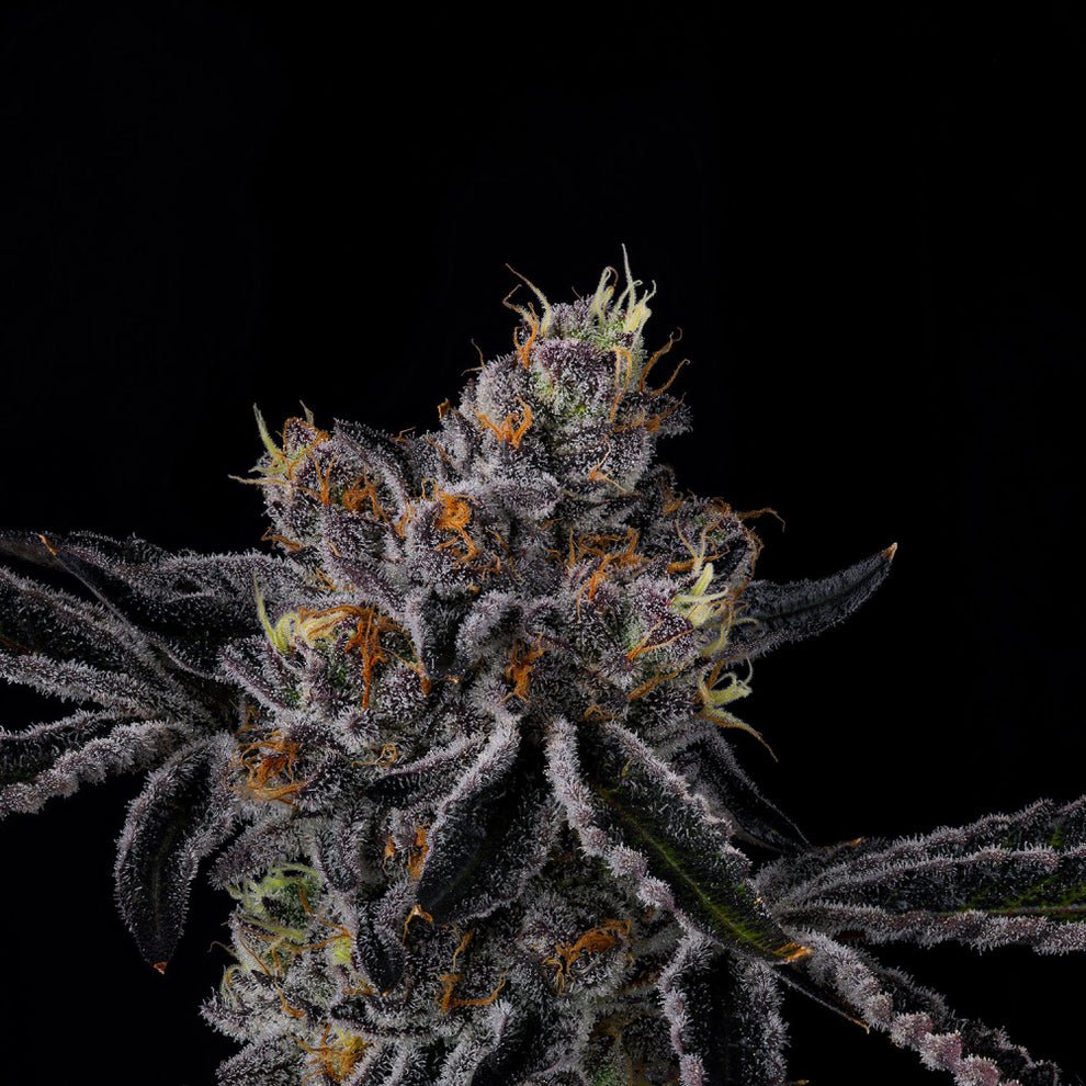 Fiestaz Seeds by Wizard Trees
