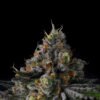 Galactic Rainbow Seeds by Wizard Trees