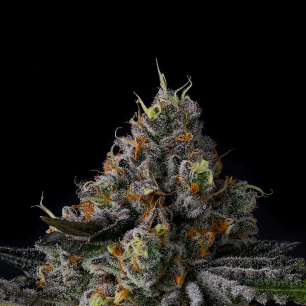 Galactic Rainbow Seeds by Wizard Trees