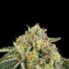 Heel Hook Seeds by Wizard Trees