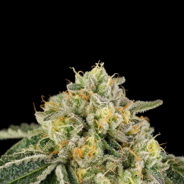 Heel Hook Seeds by Wizard Trees