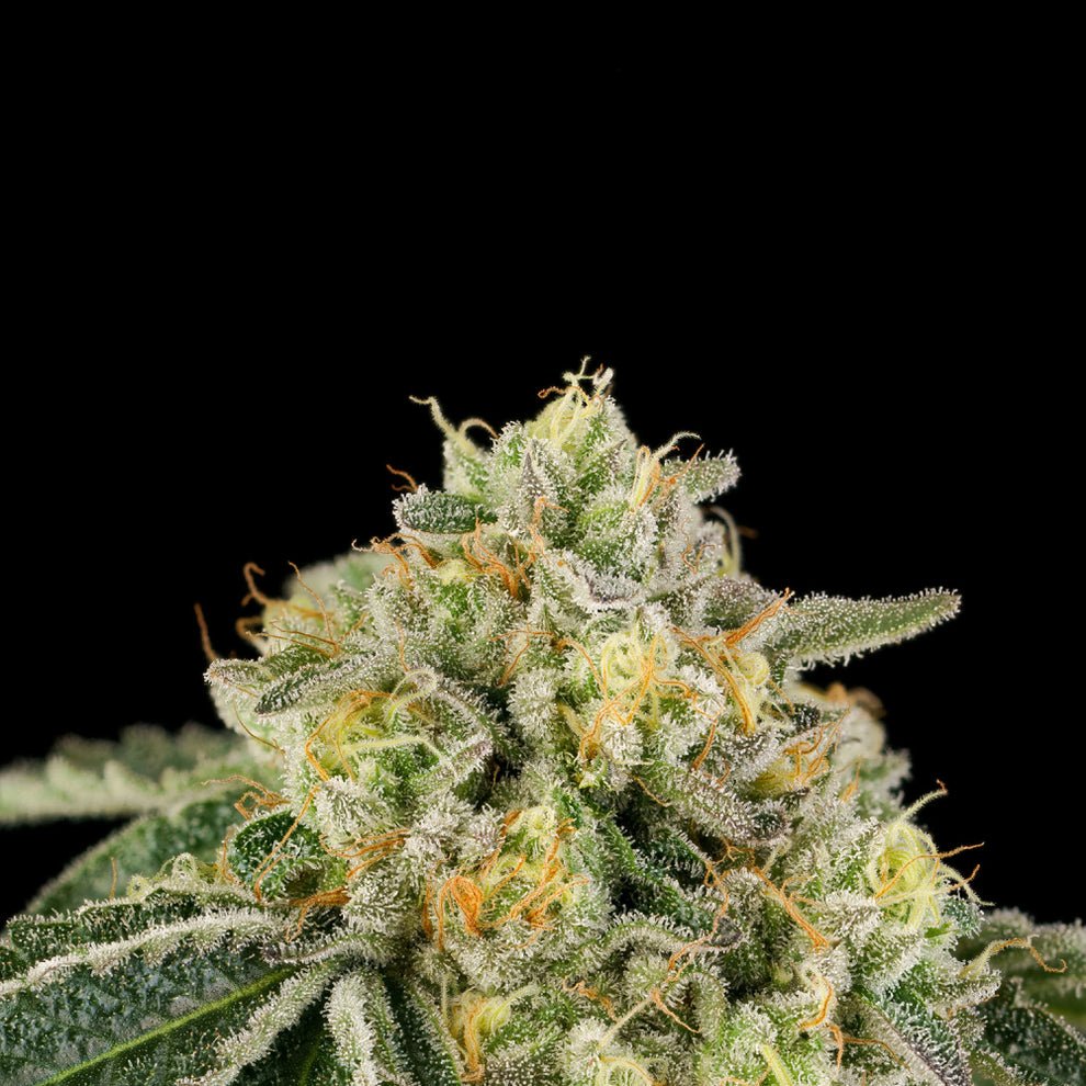 Heel Hook Seeds by Wizard Trees