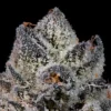 Lemon Fever Seeds by Wizard Trees