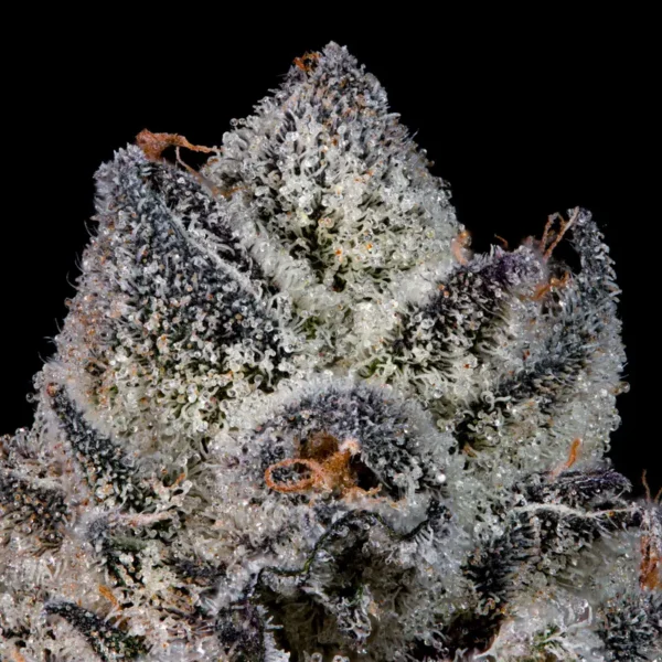 Lemon Fever Seeds by Wizard Trees