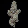 Lemon Fever Seeds by Wizard Trees
