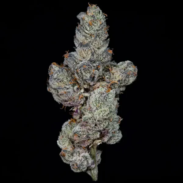 Lemon Fever Seeds by Wizard Trees