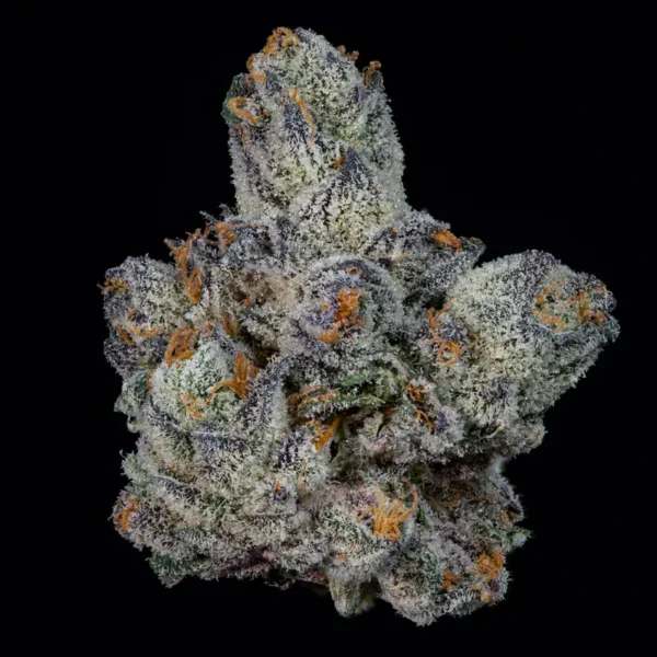 Lemon Fever Seeds by Wizard Trees