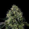 Lucky 123 Seeds by Wizard Trees