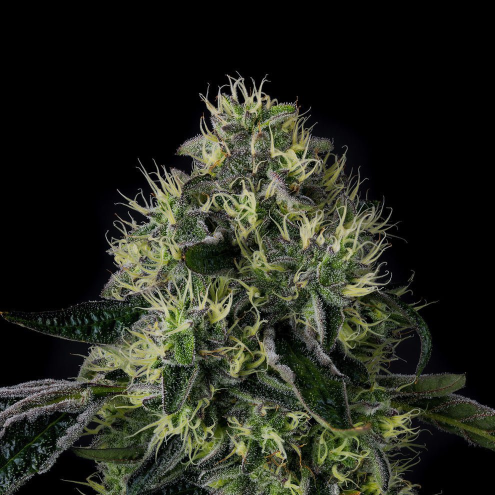 Lucky 123 Seeds by Wizard Trees
