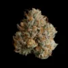 Night Ritual Seeds by Wizard Trees