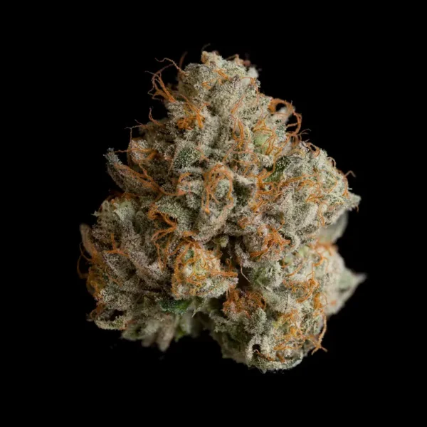 Night Ritual Seeds by Wizard Trees