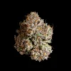 Obsidian Seeds by Wizard Trees