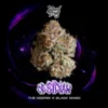 Obsidian Seeds by Wizard Trees