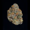 Potion Seeds by Wizard Trees