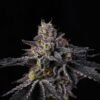Rainbow Gelato Seeds by Wizard Trees