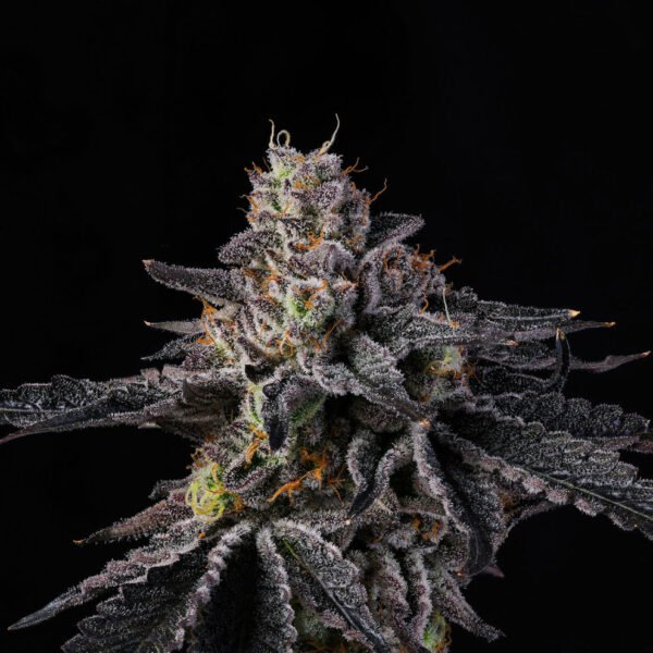 Rainbow Gelato Seeds by Wizard Trees