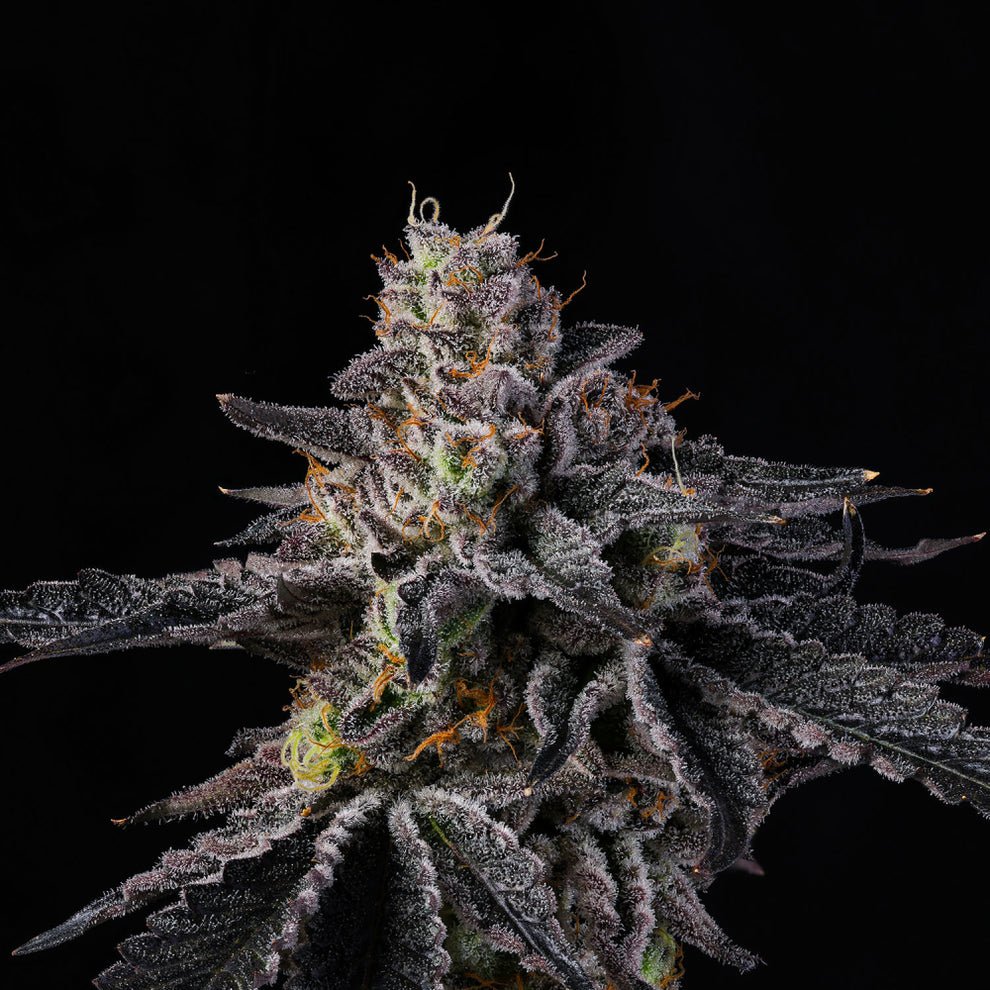 Rainbow Gelato Seeds by Wizard Trees