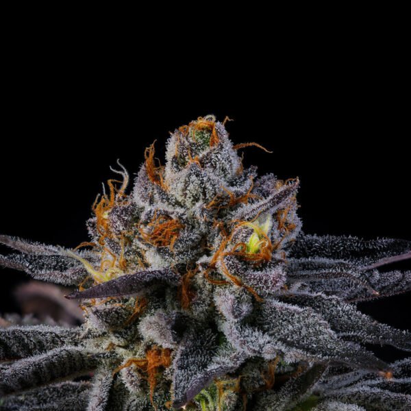 Rainbow Runtz Seeds by Wizard Trees