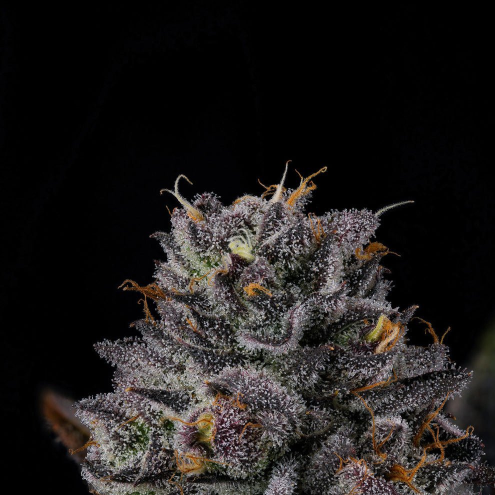 Route 65 Seeds by Wizard Trees