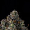 Sherbz Seeds by Wizard Trees
