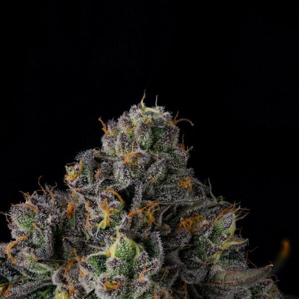 Sherbz Seeds by Wizard Trees