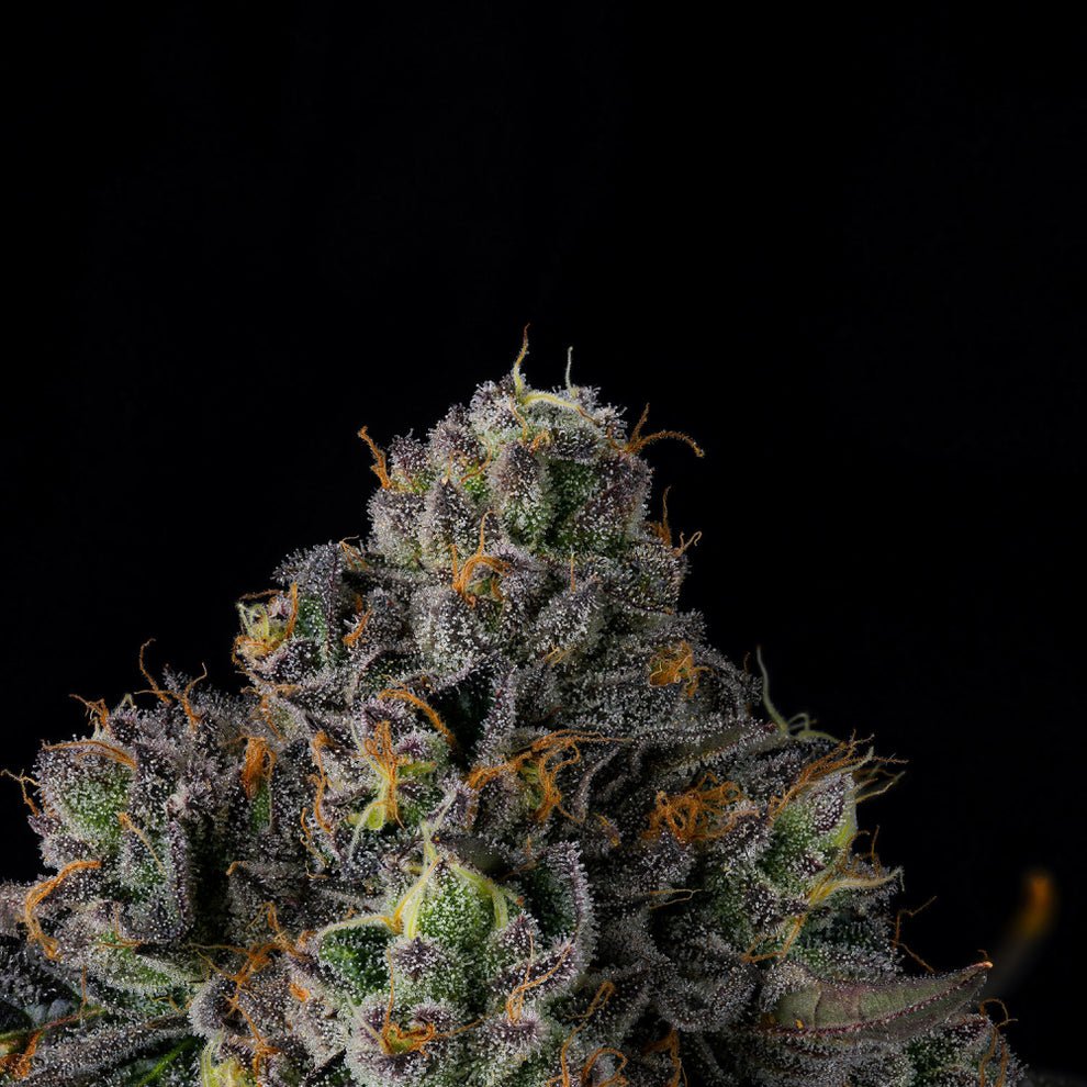 Sherbz Seeds by Wizard Trees