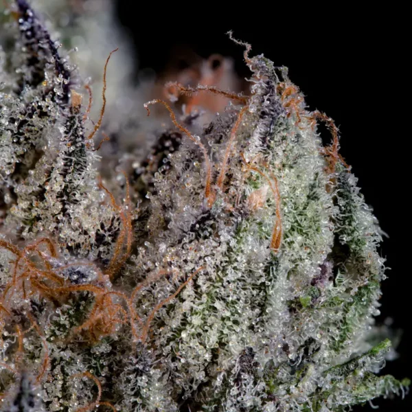 Studio Cherry Seeds by Wizard Trees