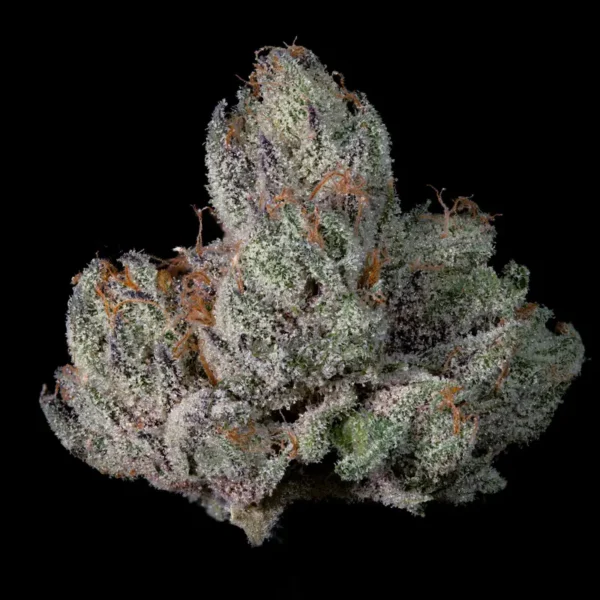 Studio Cherry Seeds by Wizard Trees