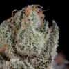 Studio Cherry Seeds by Wizard Trees