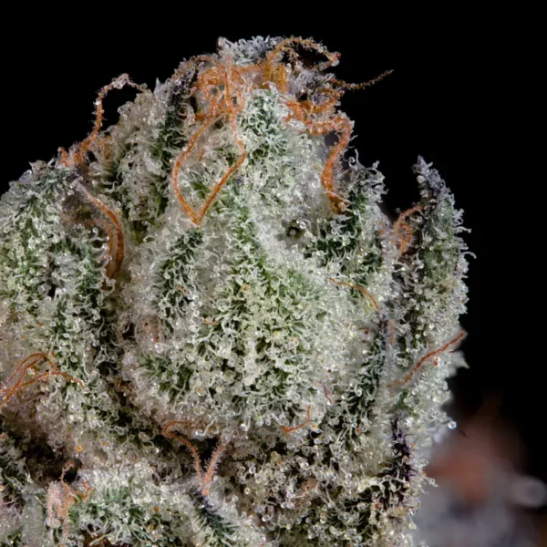 Studio Cherry Seeds by Wizard Trees