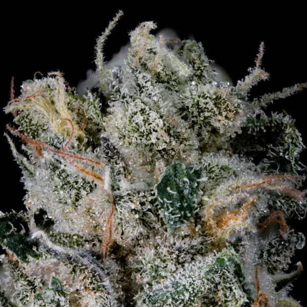 Studio Sesh Seeds by Wizard Trees