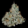 Studio Sesh Seeds by Wizard Trees